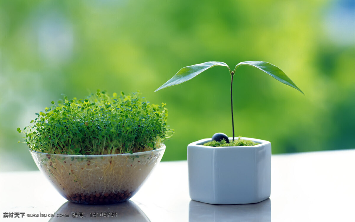 盆景 绿叶 小盆栽 景深效果 孕育生命 花草 生物世界