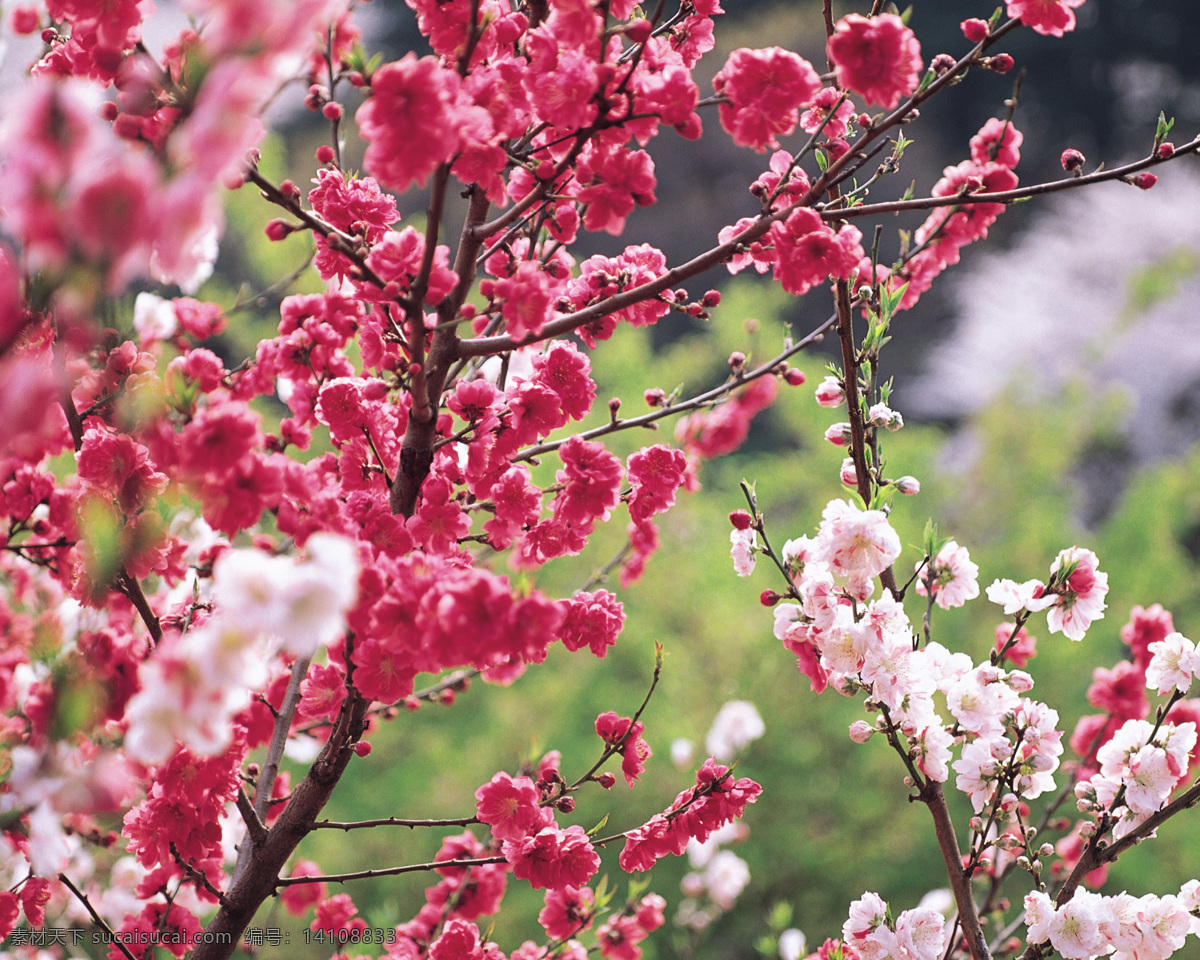 桃花 梅花 顽强不息 花朵 野花 鲜花 花 红色 风景 自然 清新 高像素 枝条 花蕾 花蕊 自然景观 自然风景 生活百科 摄影图库 生物世界 花草 花草树木