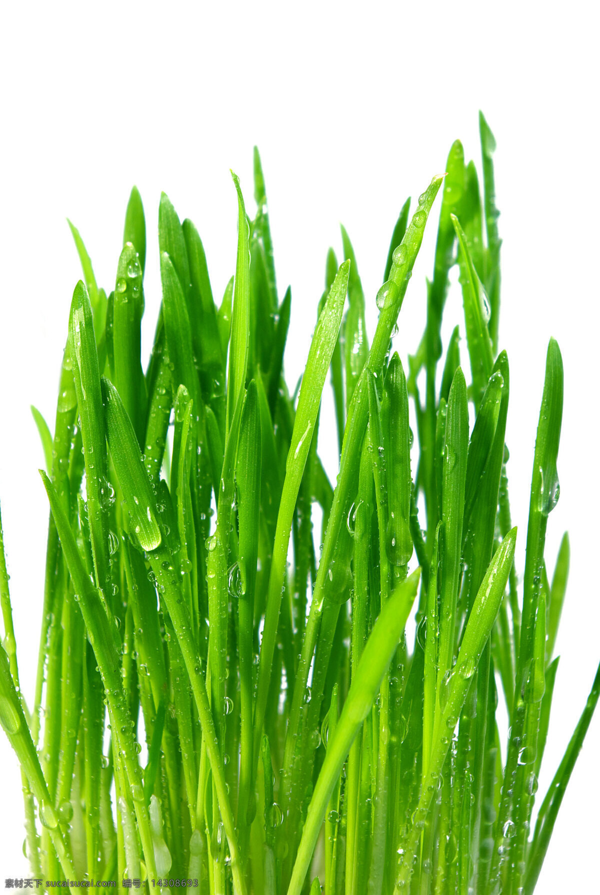 韭菜免费下载 绿色 清新 自然 蔬菜特写 韭菜特写 植物摄影 蒜苗 风景 生活 旅游餐饮