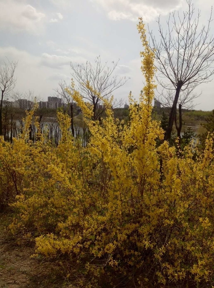 连翘 黄花 外景 一簇 黄色花朵 片 自然景观 自然风景