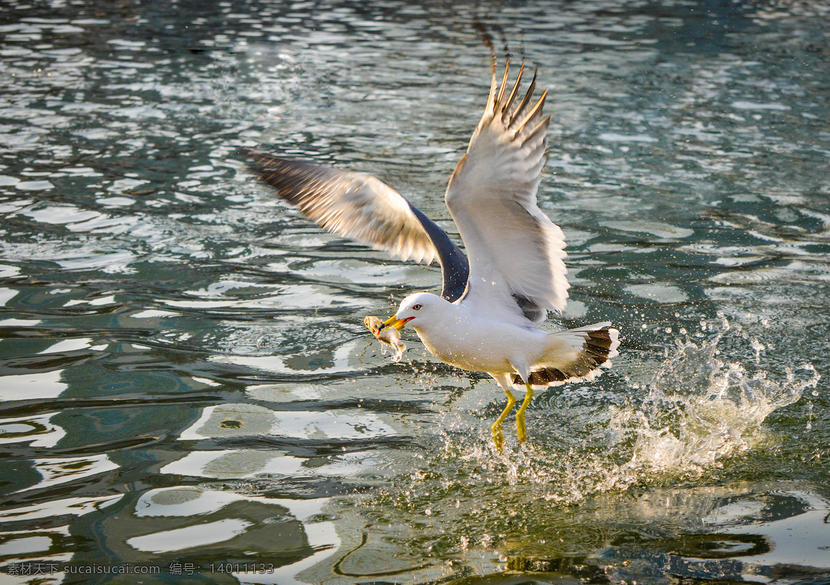 海鸥 展翅 大连 星海广场 飞翔 大海 水花 叼鱼 鸟类 生物世界