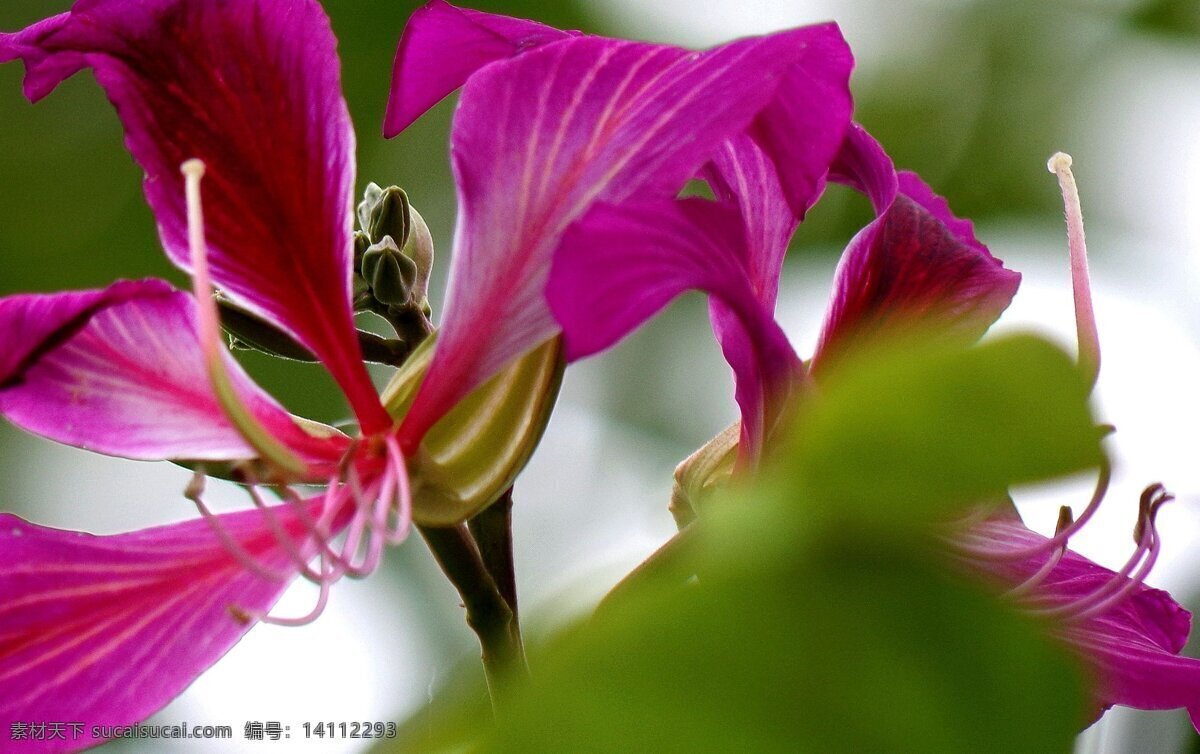粉色 紫荆花 高清 花卉 花朵 唯美 粉花