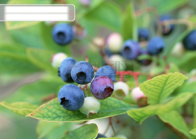 蓝莓 高清 写真 瓜果 果实 树叶 水果 紫色 蓝莓树 一堆蓝莓 蓝莓园 生物世界