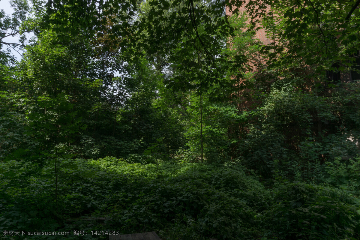 树荫 树林 植物 自然 绿色 树叶 无人 大图 摄影图片