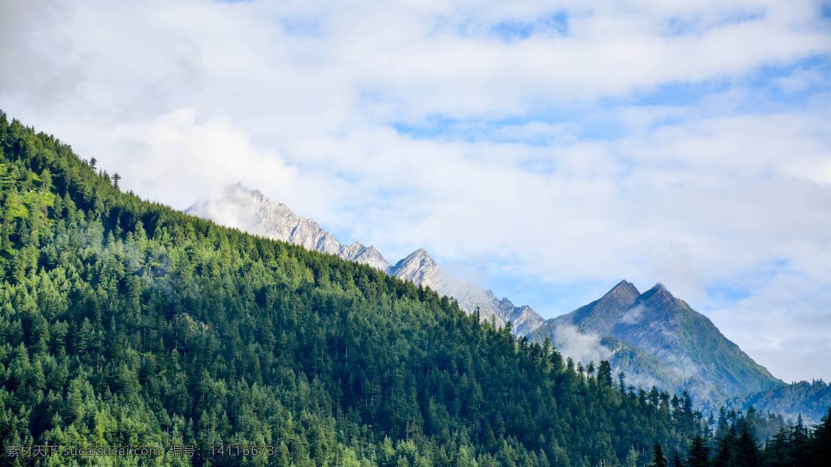 大树 自然景观 自然风景 纹理 背景 树 青树 小树 树叶 树林 木 木头 贴图 树木植物 生物世界 树木树叶