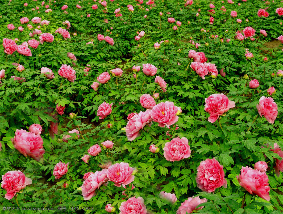 牡丹花丛 花丛 牡丹 牡丹园 花草 生物世界