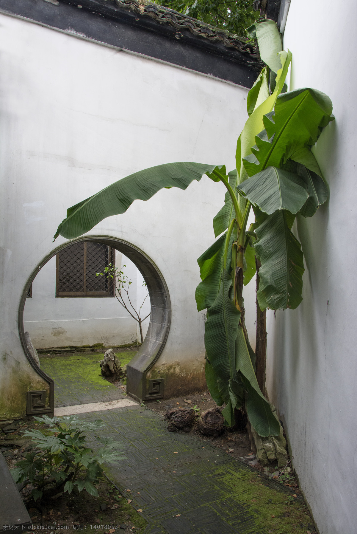 苏州园林 月亮门 芭蕉 中式建筑 中国古建 江南 苏州 江南园林 中式园林 建筑园林 园林建筑