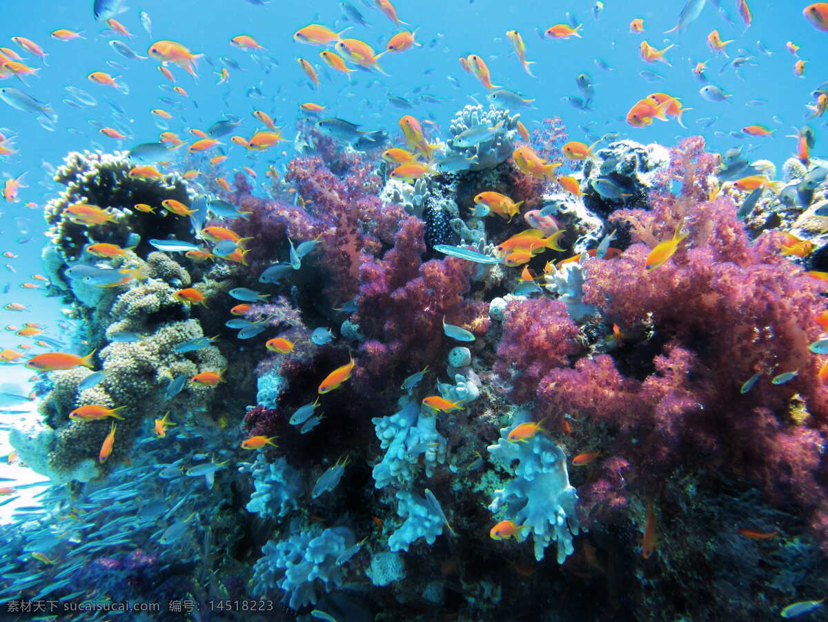 珊瑚 纹理 收藏 海洋馆 水族馆 海水缸 各类素材