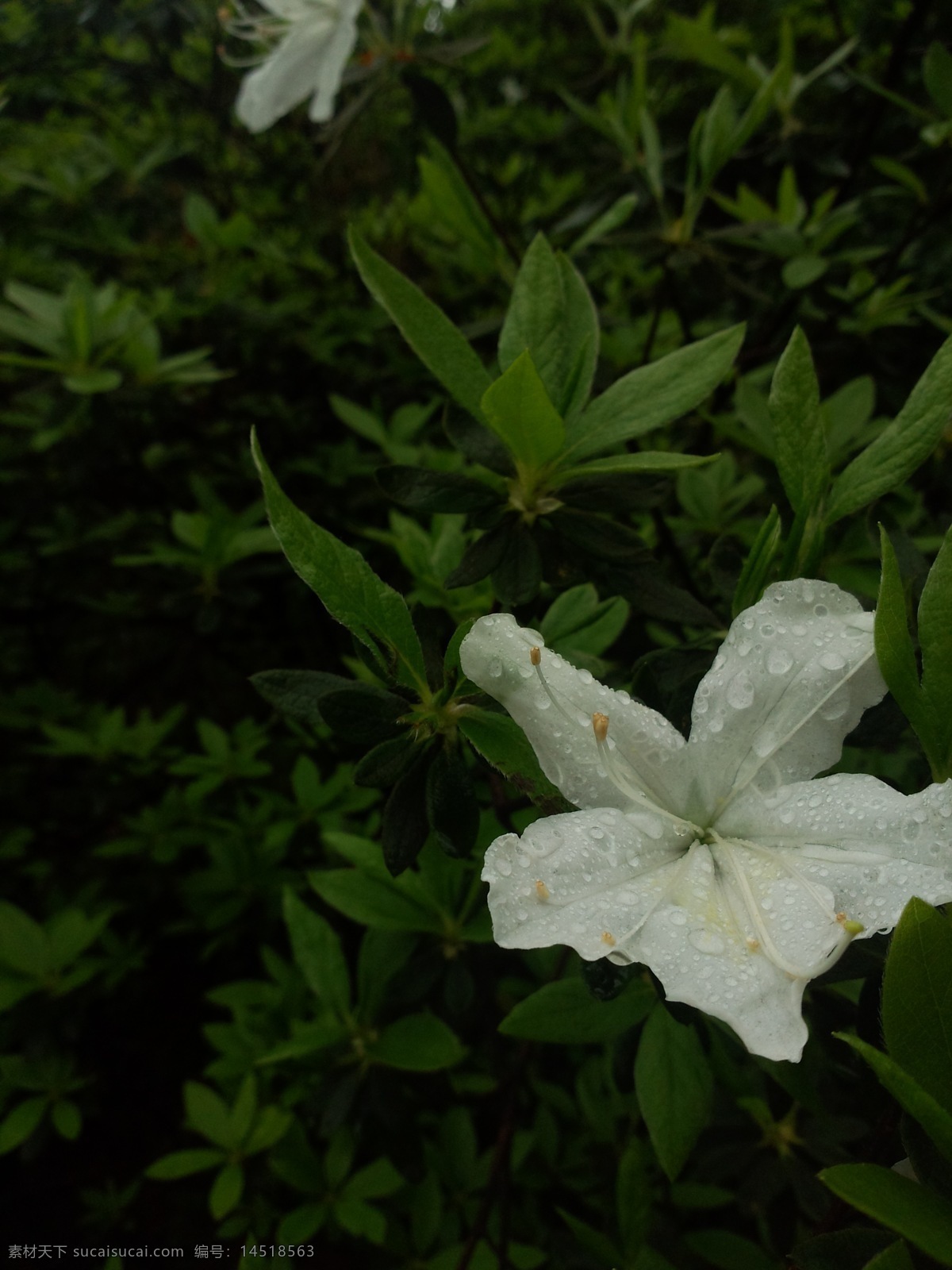 雨中白花 花 雨中花 白花 露珠 花草 生物世界