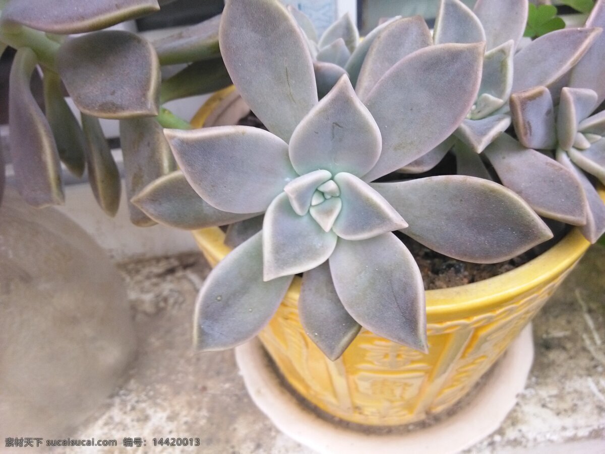 观音莲 多肉植物 室内盆景 盆栽 植物 生物世界 花草