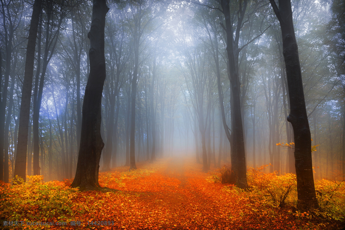 雾 中 森林 落叶 树木 树林 山水风景 风景图片