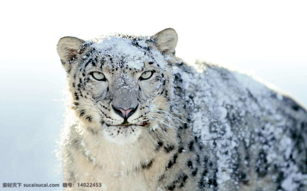 雪豹 非人工驯养 花斑豹 野生动物 snow leopard 猫科动物 动物世界 野生 生物世界