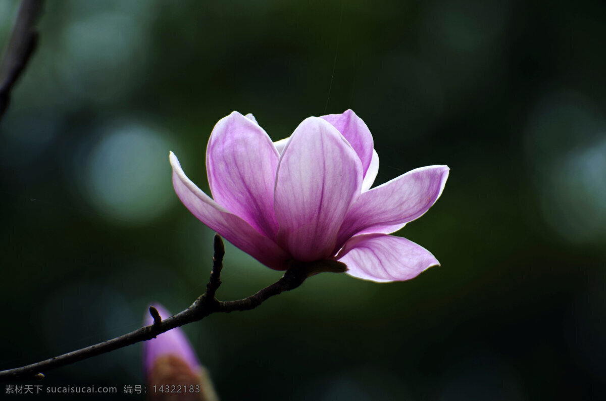 唯美 紫色 玉兰花 花卉 花朵 花