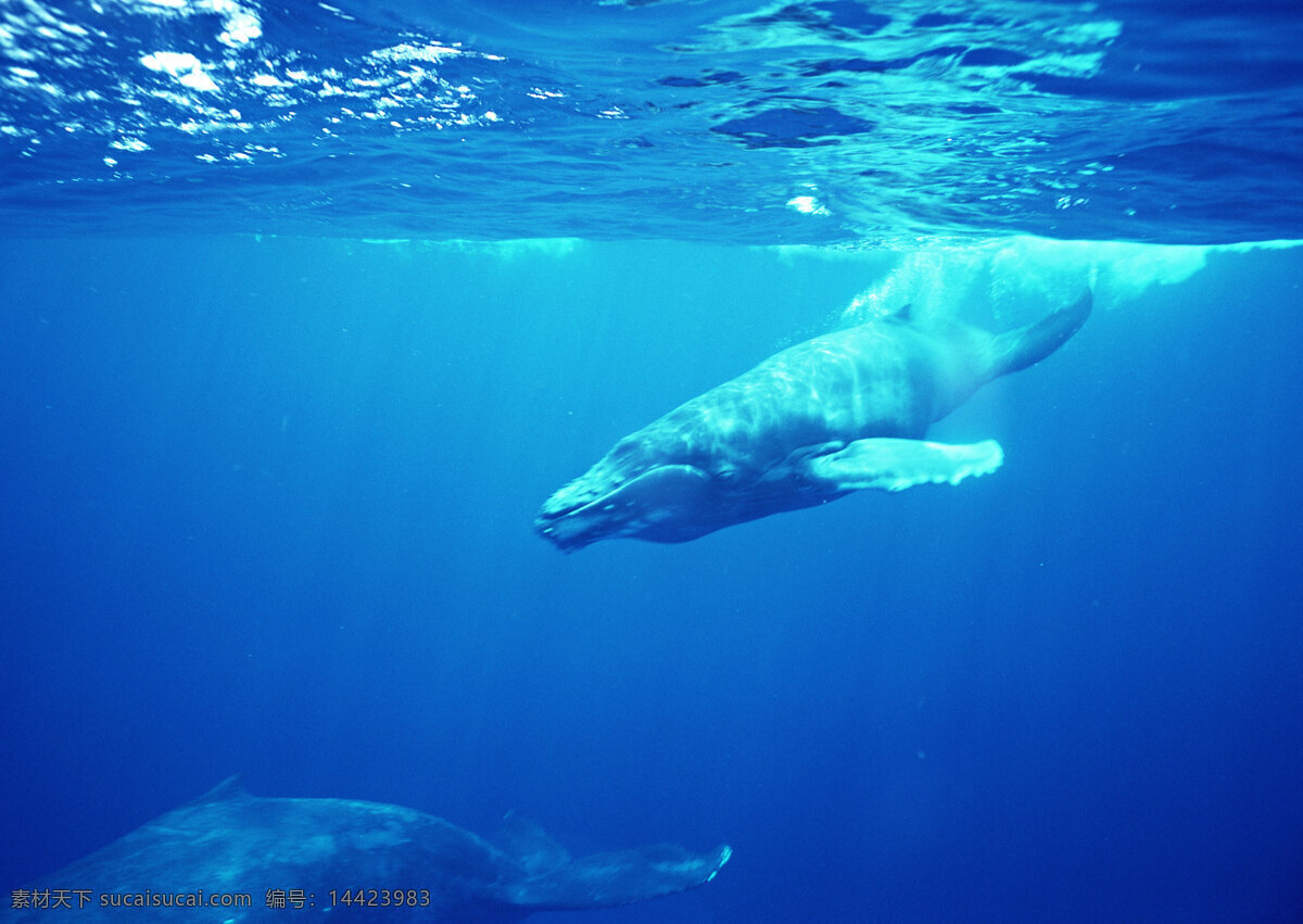 大 鲸鱼 动物世界 生物世界 海底生物 大海 水中生物