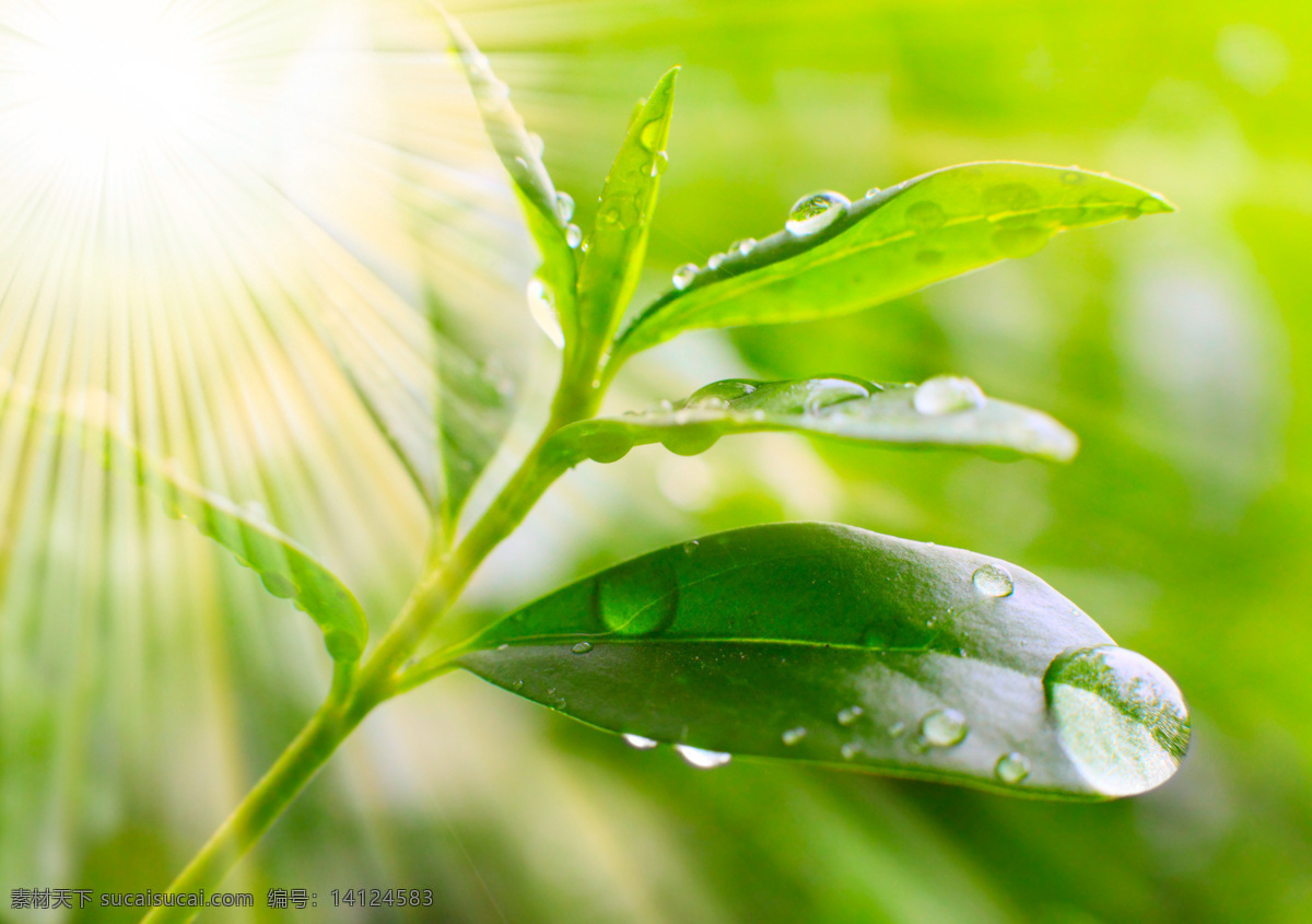 绿叶 水珠 露水 露珠 绿色 绿叶水滴 生物世界 树木树叶 设计素材 模板下载 水滴 透明水珠 晨露 植物世界 自然风光 自然景观 psd源文件