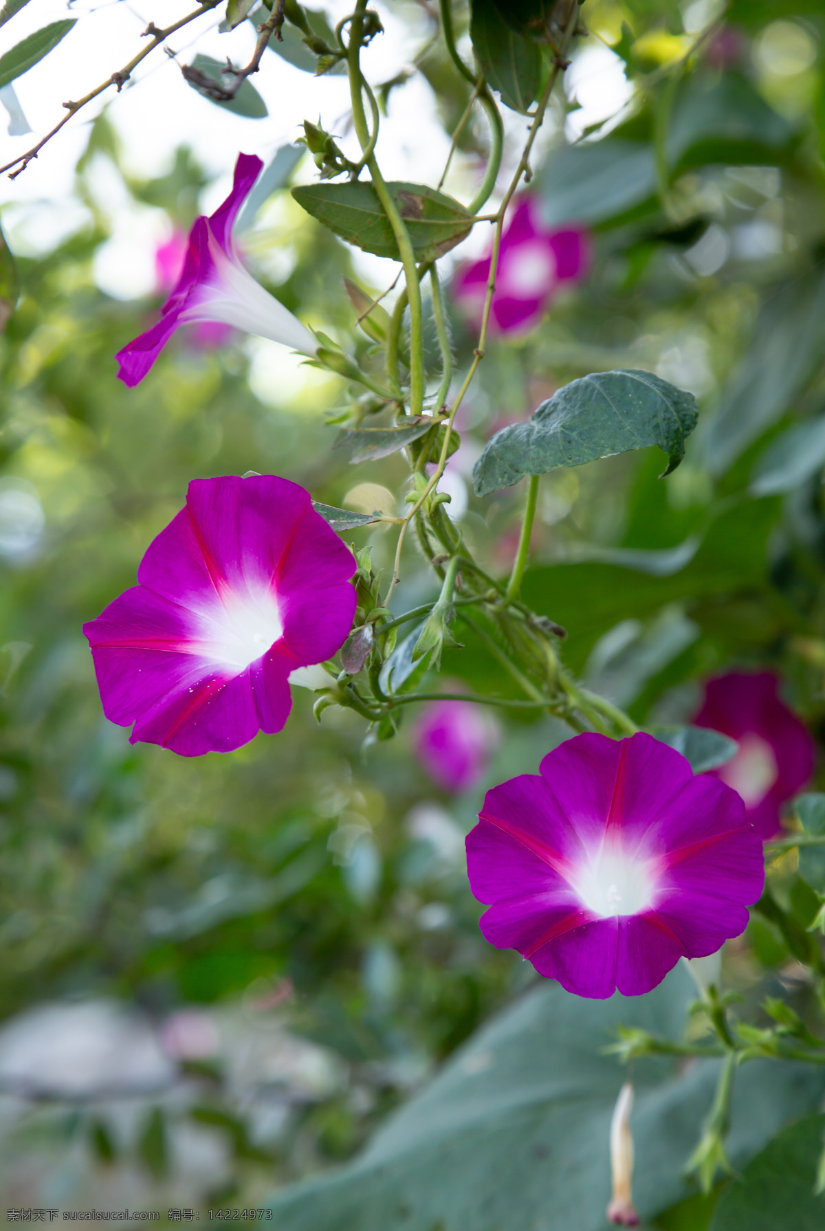 花 花卉 植物 自然 园艺 绿色 花瓣 装饰 园林 户外 矮牵牛花 紫色花 生物世界 花草