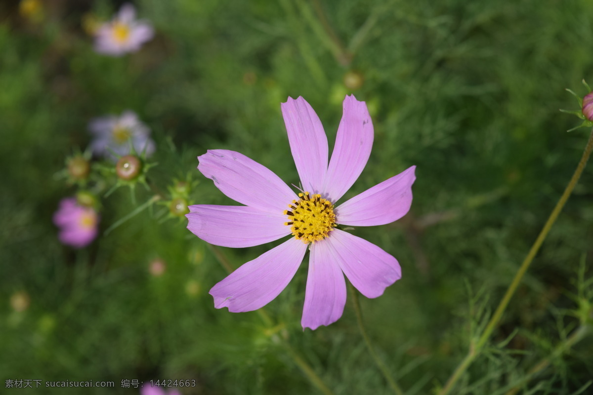 格桑花 美丽的花朵 浪漫 花儿 自然 生物世界 花草 绿色