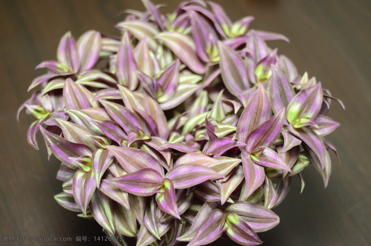 吊竹梅 盆栽 花卉 绿植 花草年华 生物世界 花草