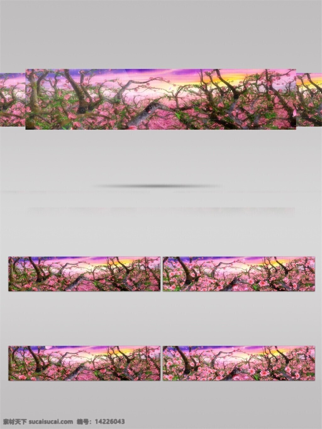 樱花 花丛 视频 粉色 花蕊 电脑屏幕保护 高清视频素材 3d视频素