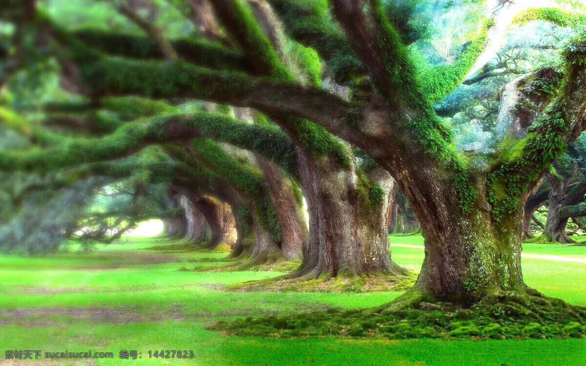 梦幻 山林 草地 树林 山林风景 风景 生活 旅游餐饮