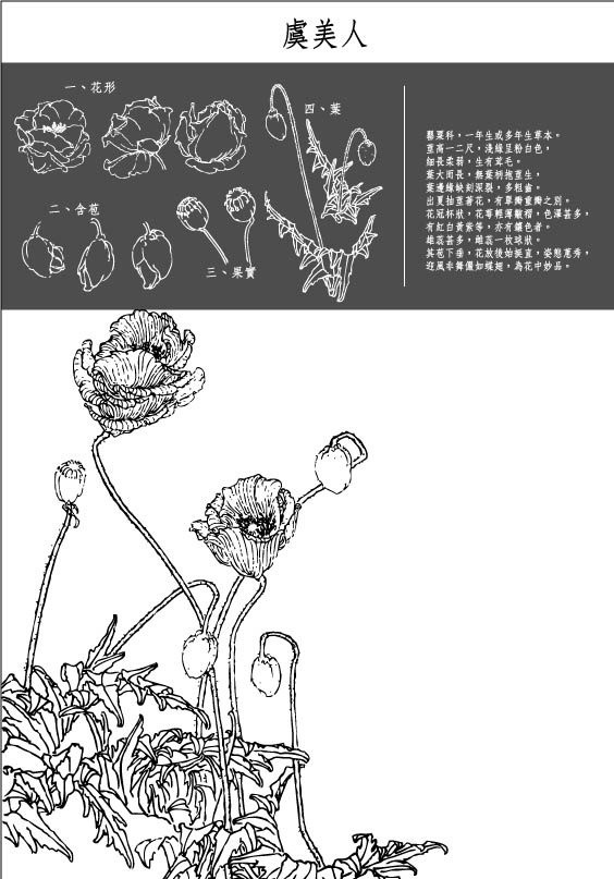 虞美人 中国风 花卉 白描 线稿 罂粟 植物 草本 矢量 花草 生物世界