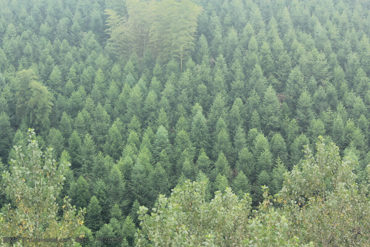 速生林 树林 树木 自然风景 自然景观
