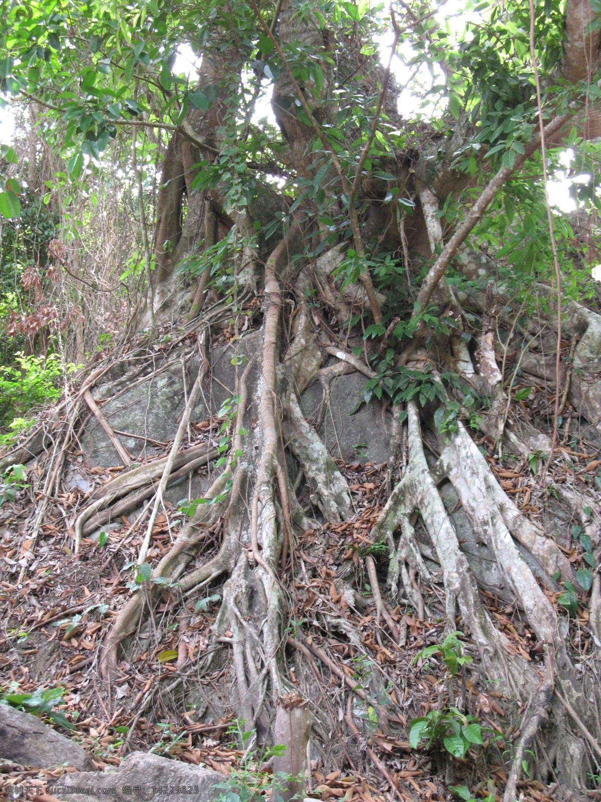 雨林奇观 海南植物 植物 热带雨林 榕树 古树 花草 生物世界