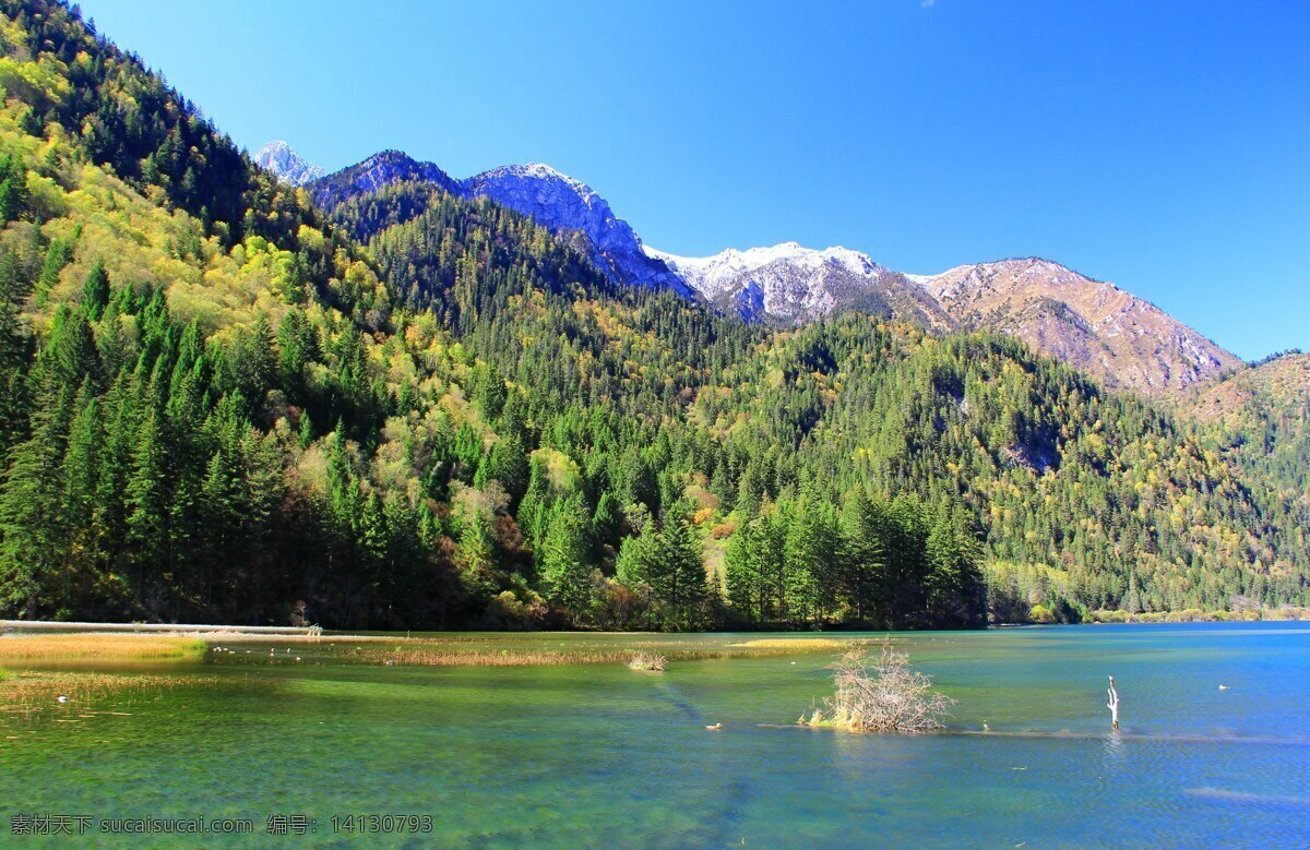 四川九寨沟 四川山水 四川 九寨沟 九寨沟风景 九寨沟山水 山水 树木 旅游摄影 国内旅游