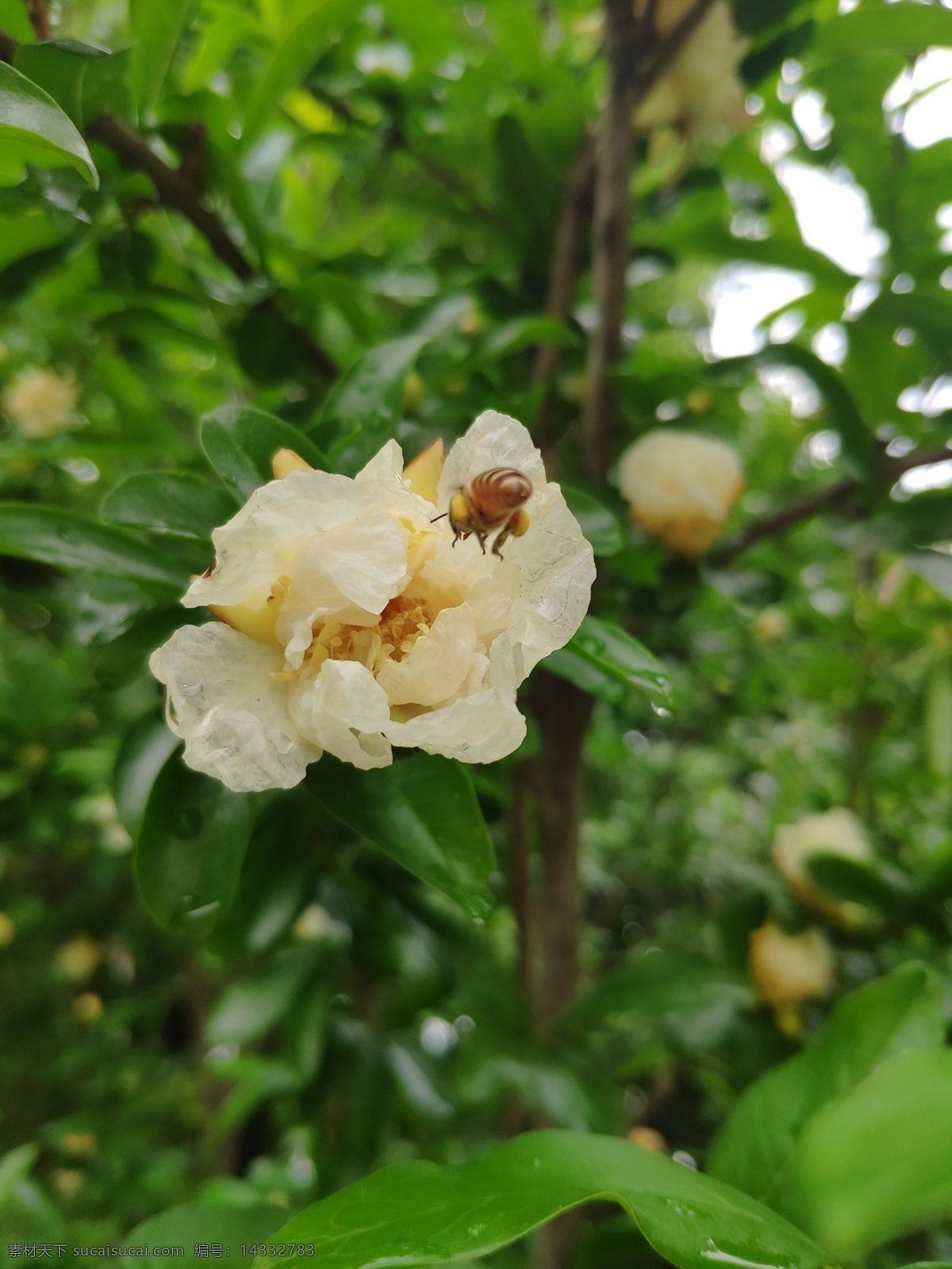 石榴花 蜜蜂 石榴白色花 蜜蜂采蜜 白色花 白色花朵 绿叶 花影 生物世界 花草