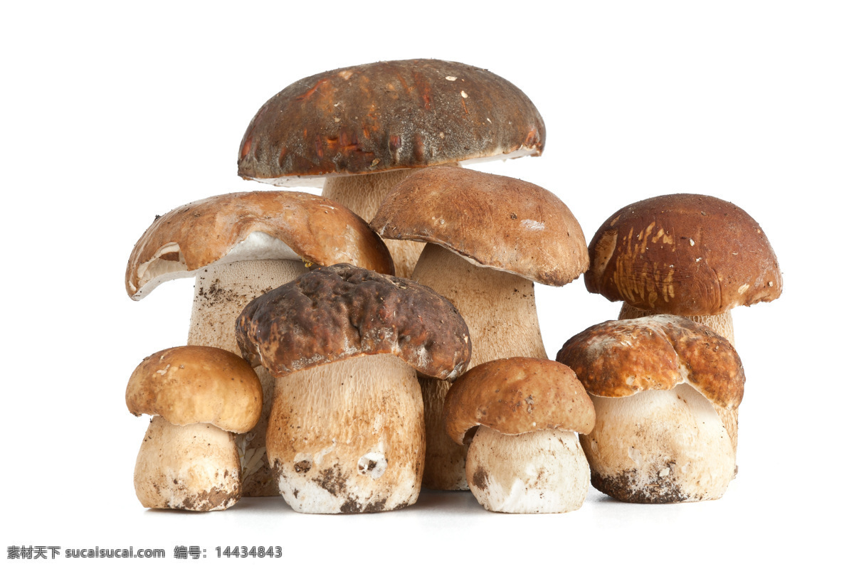 天然蘑菇 蘑菇 天然 食用 保健食品 食物 美食