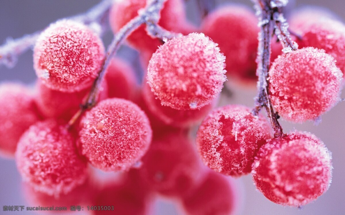 冬天的浆果 霜冻冰雪 浆果 冰雪 霜冻 壁纸 win8 系统 水果 生物世界 粉色