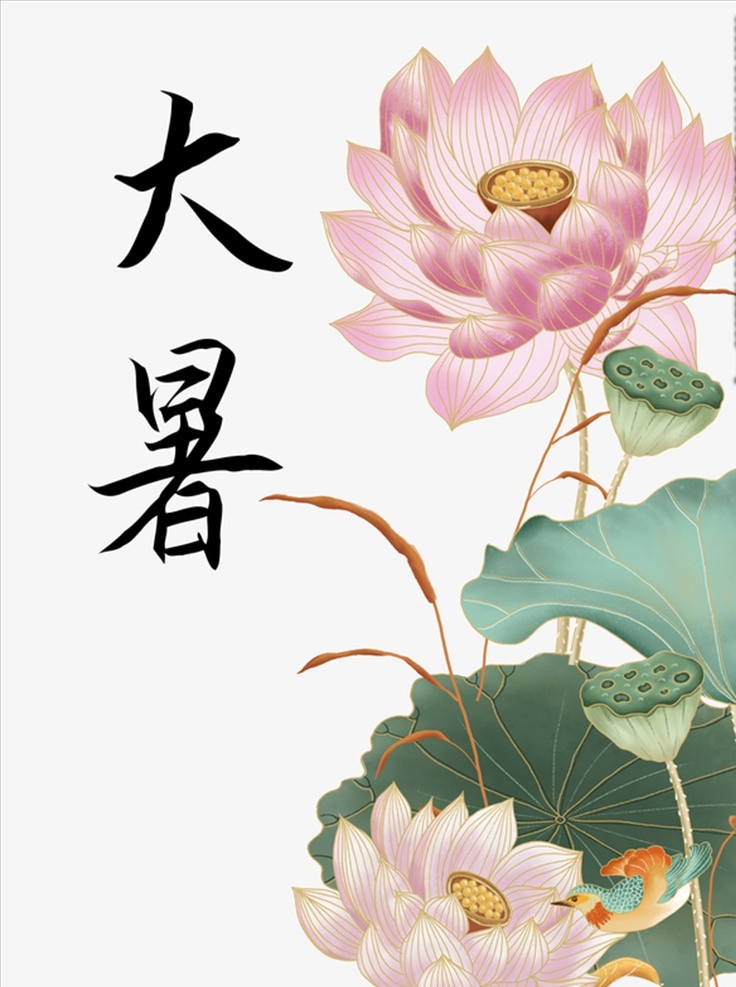 大暑夏天荷花 大暑夏天 荷花莲蓬 荷叶 大暑 夏天 荷花 莲蓬