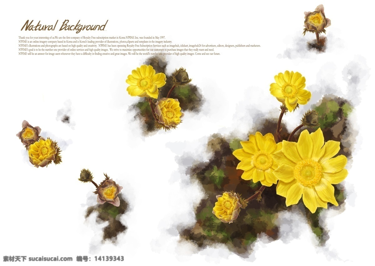 鲜黄 菊花 源文件 水彩 黄色 小菊花 花苞 绽放 清新 装饰图案