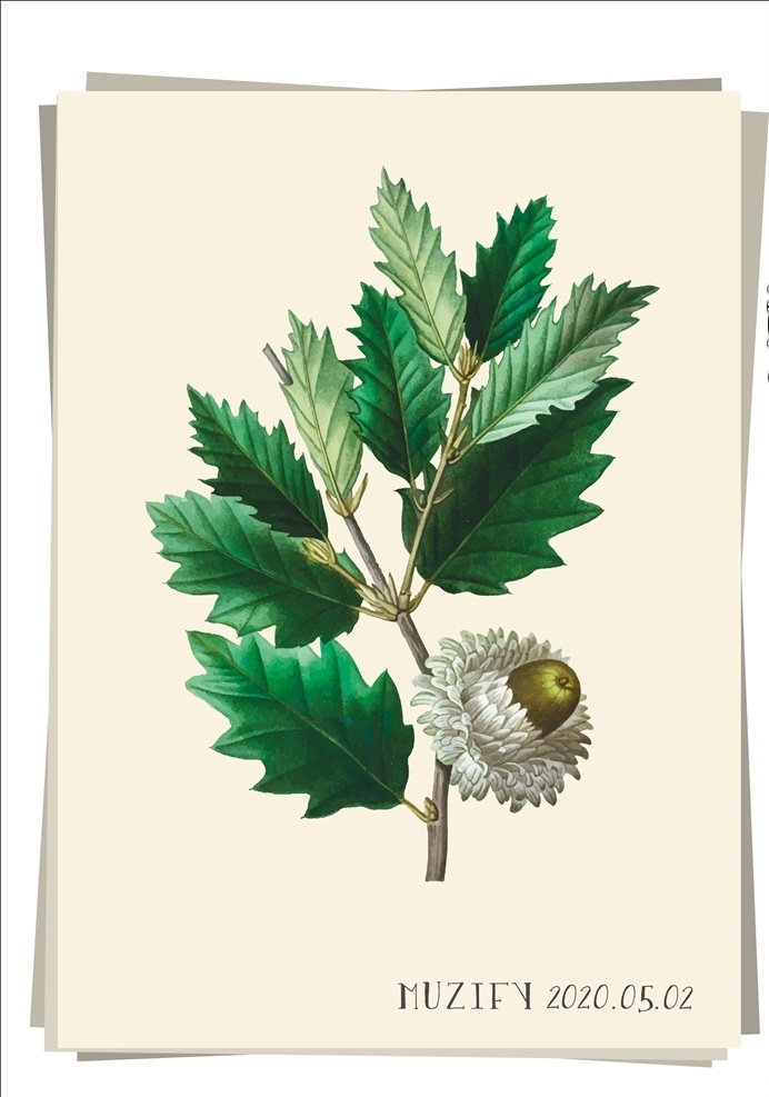 橡树 植物图鉴 栎树 柞树 植物 草本植物 画册 画稿 花卉 生物世界 树木树叶