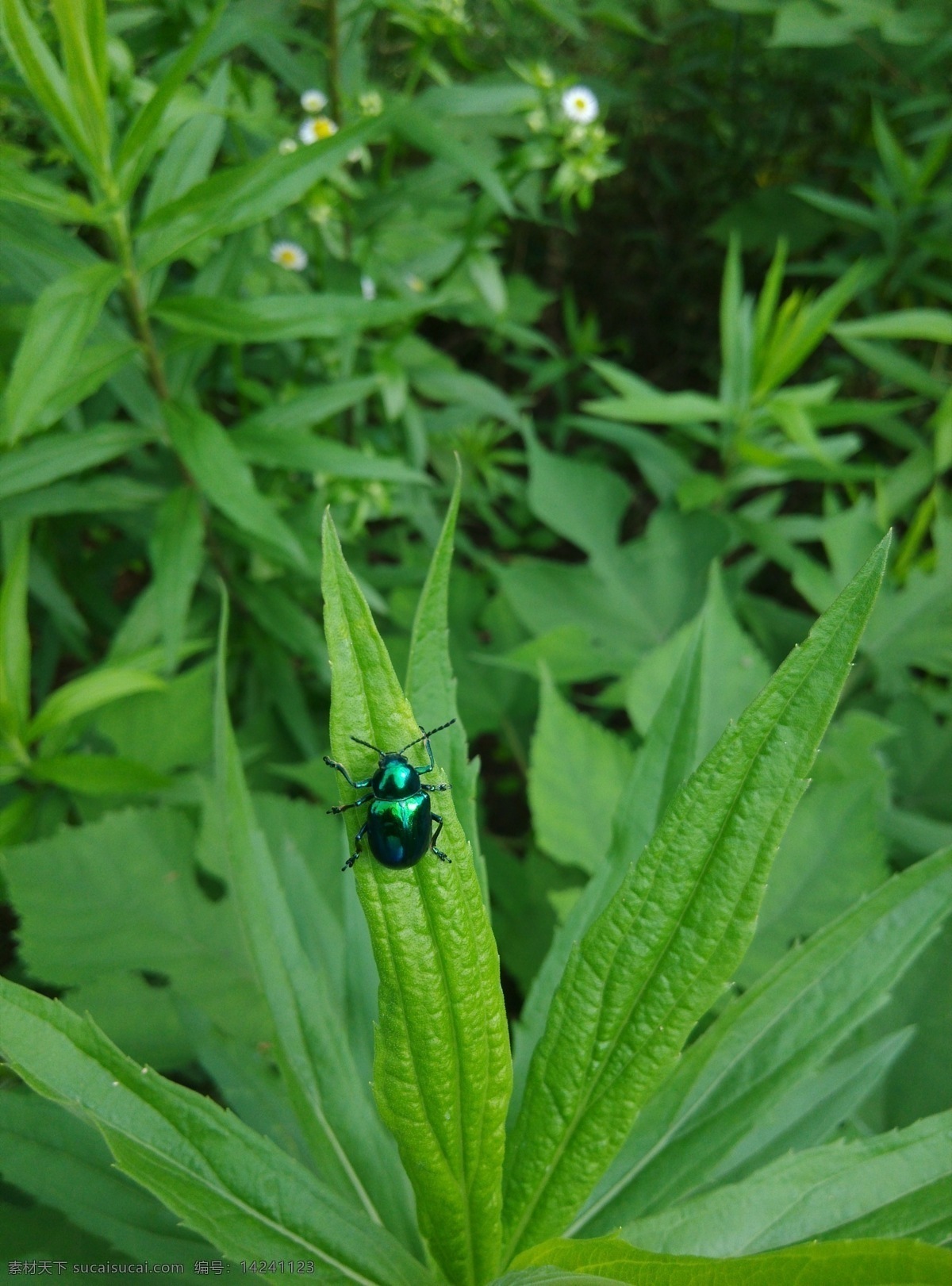 小甲虫 绿壳甲虫 绿草 草丛 龙王山 路边 旅游摄影 自然风景