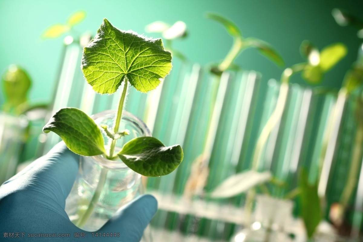 生物科技 实验 生物科技实验 新芽 绿芽 保护环境 环保 节能环保 生态环保 绿色环保 其他类别 环境家居