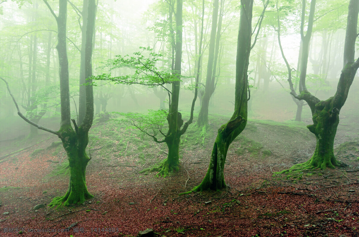 迷雾 中 小 树林 小树林 奇特的树木 绿色