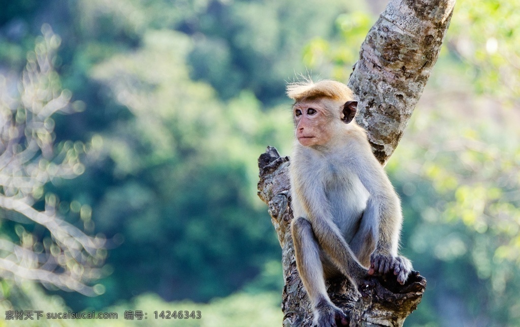 猴子 猴 哺乳动物 灵长类动物 狒狒 猿猴 monkey
