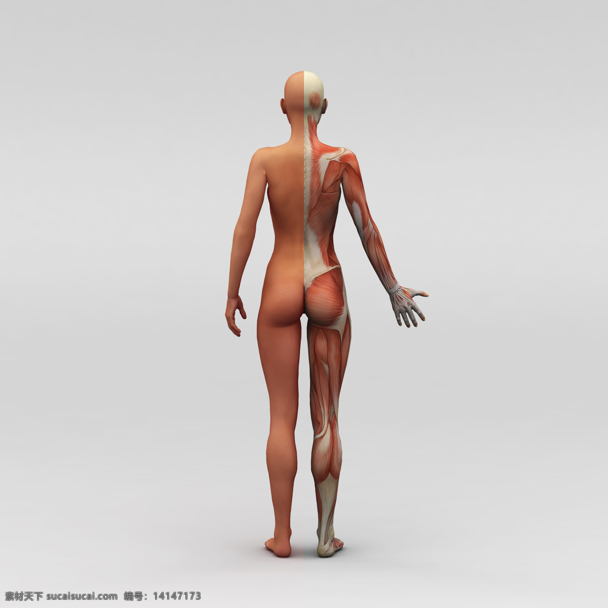 女性人体 人体肌肉 肌肉 人体结构 人体解刨 西医 医院 人体构造 皮下肌肉 女性肌肉 女性器官 肌肉分布 肌肉结构 人物图库 其他人物