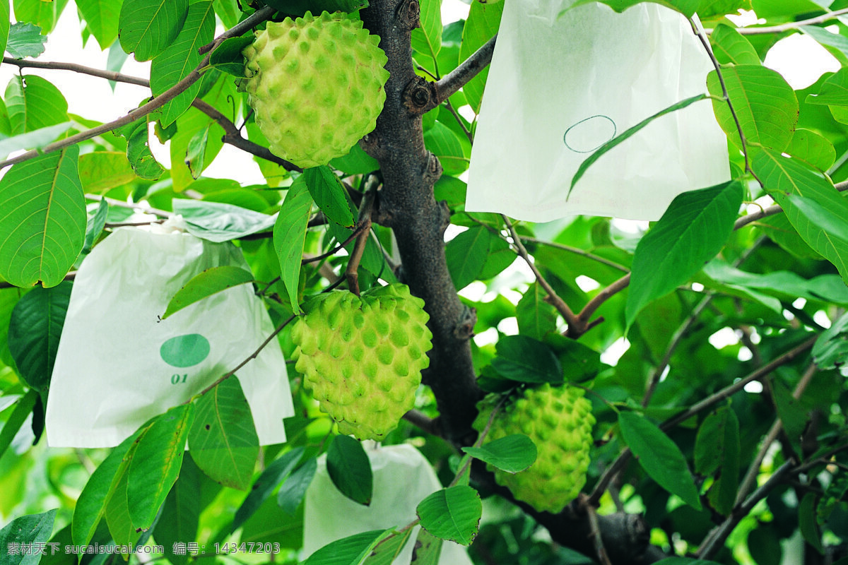 热带水果 枝条 树枝 硕果累累 动物植物 水果 果树果园 摄影图 默认分类
