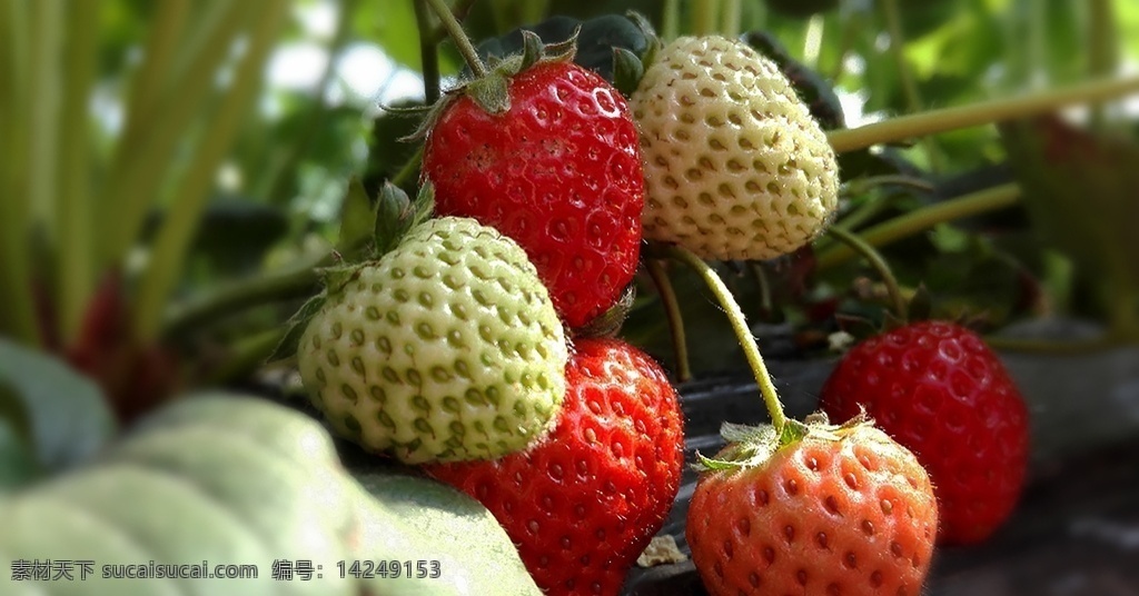 草莓图片 草莓 绿色果蔬 草莓采摘 水果 熟草莓 餐饮美食 西餐美食