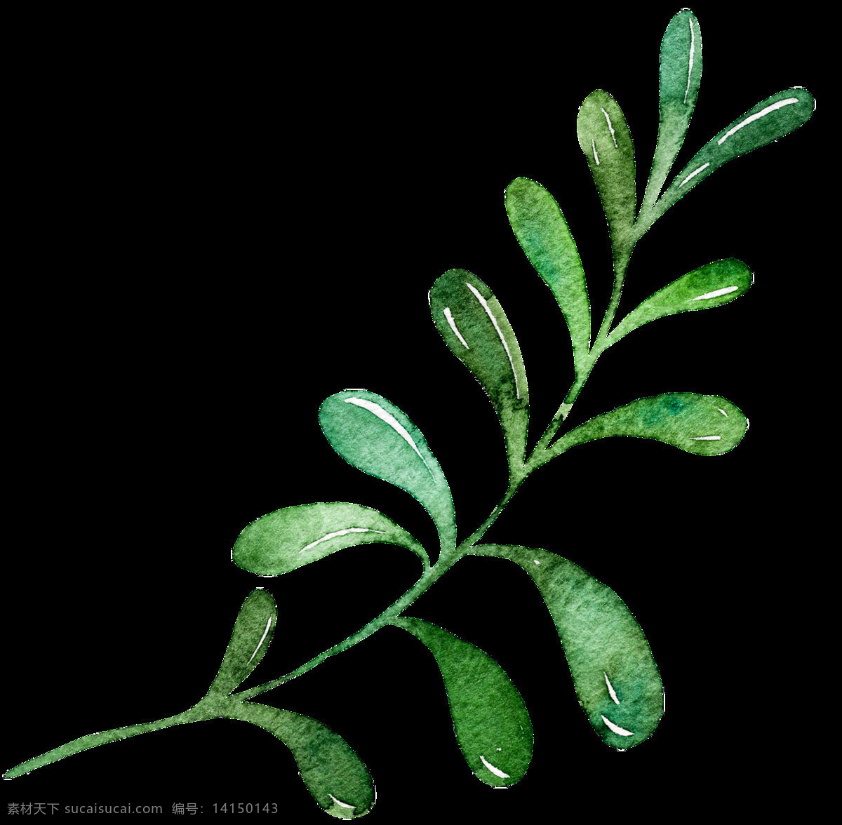 株 手绘 花枝 透明 植物 绿色 免扣素材 树叶 水彩 透明素材 装饰图片