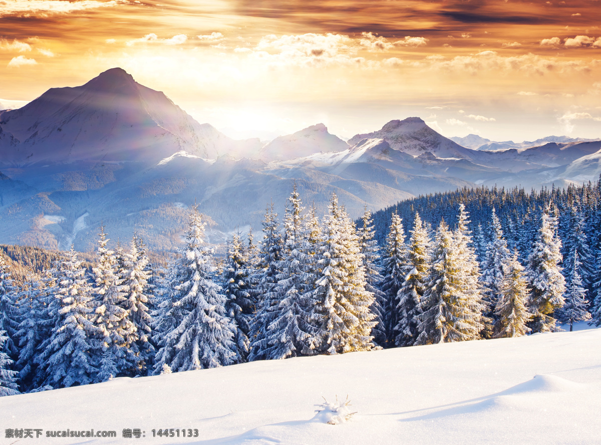 阳光 下 雪松 冬天风景 雪地 太阳 雪山 山水风景 风景图片