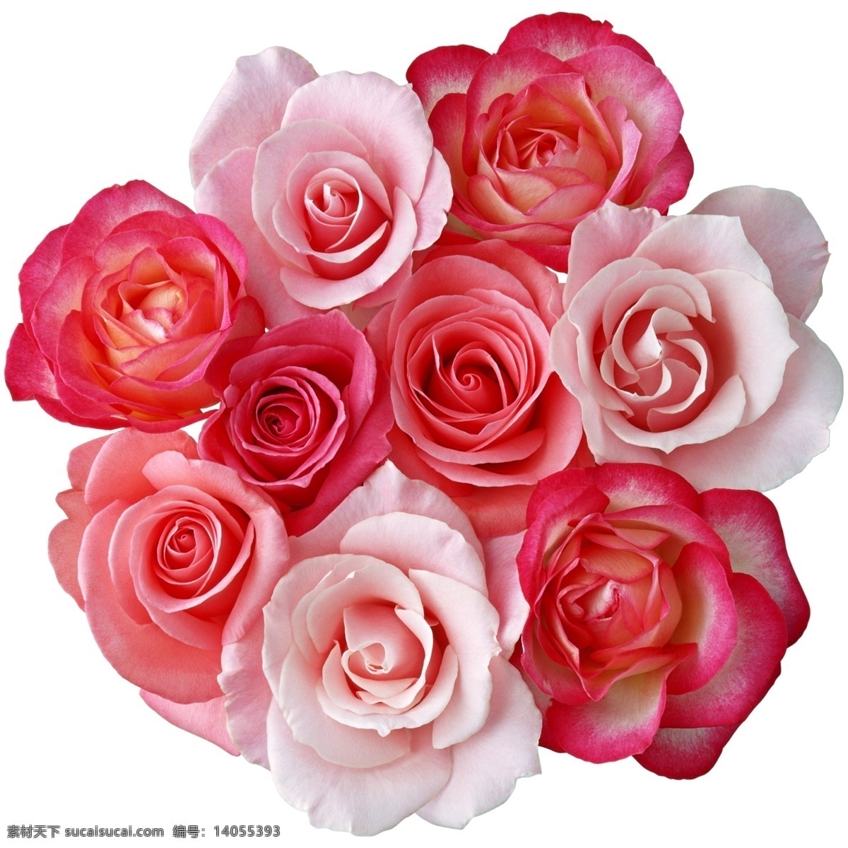 玫瑰花束 玫瑰 花束 粉玫瑰 红玫瑰 玫瑰组合 月季 一束玫瑰 玫瑰花 花卉 花朵 各种花朵 春天 野花 自然 野生 生态 盛开 开放 植物 户外 美丽 特写 生物世界 高清分层 分层 源文件