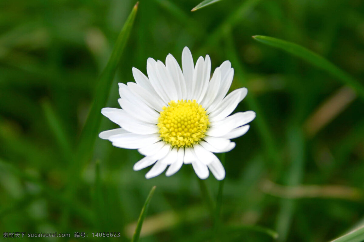 小花 花朵 小菊花 叶子 花园 草地 白花 花草 生物世界