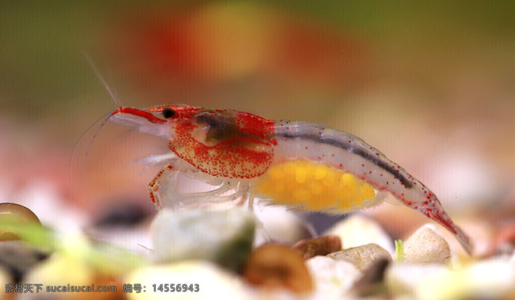 红琉璃虾 半透明 黄色虾籽 触须 红色虾壳 碎石 鱼缸 微距