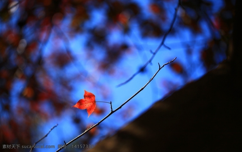 红枫叶 枫叶 红叶 蓝背景 中景 高清 生物世界 树木树叶