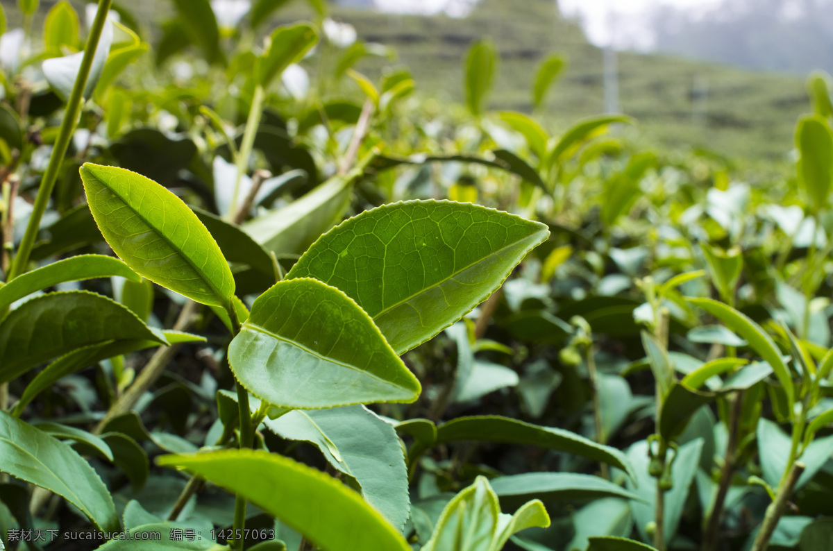 高清 茶叶 茶叶摄影 茶叶素材 叶子 植物 茶 茶广告 茶文化 山水风景 风景图片