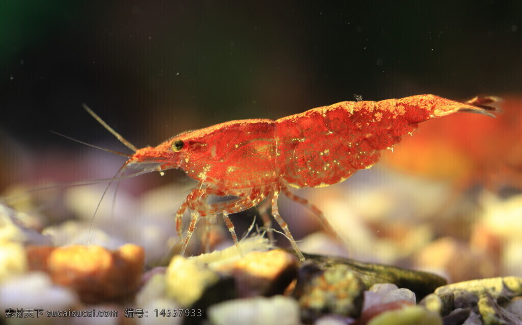 观赏虾 集火虾 触须 红色虾壳 碎石 鱼缸 微距