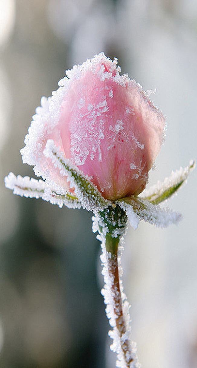雪中的花朵 雪中的 花朵 简单 灰色